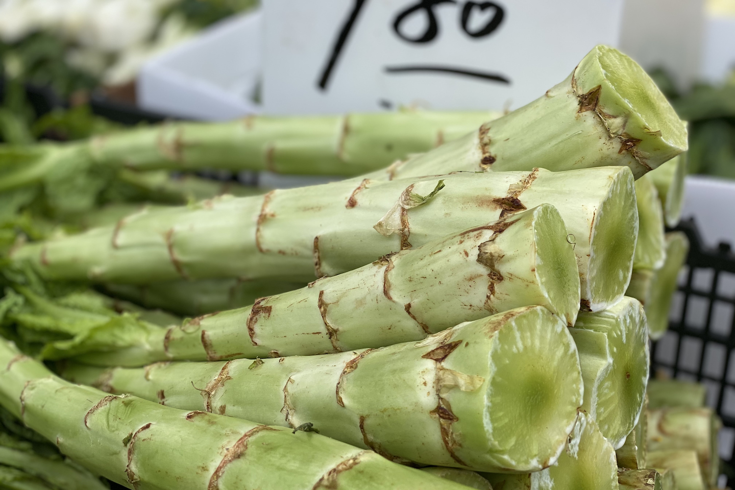 CELTUCE. stem, celery, asparagus lettuce or Chinese lettuce