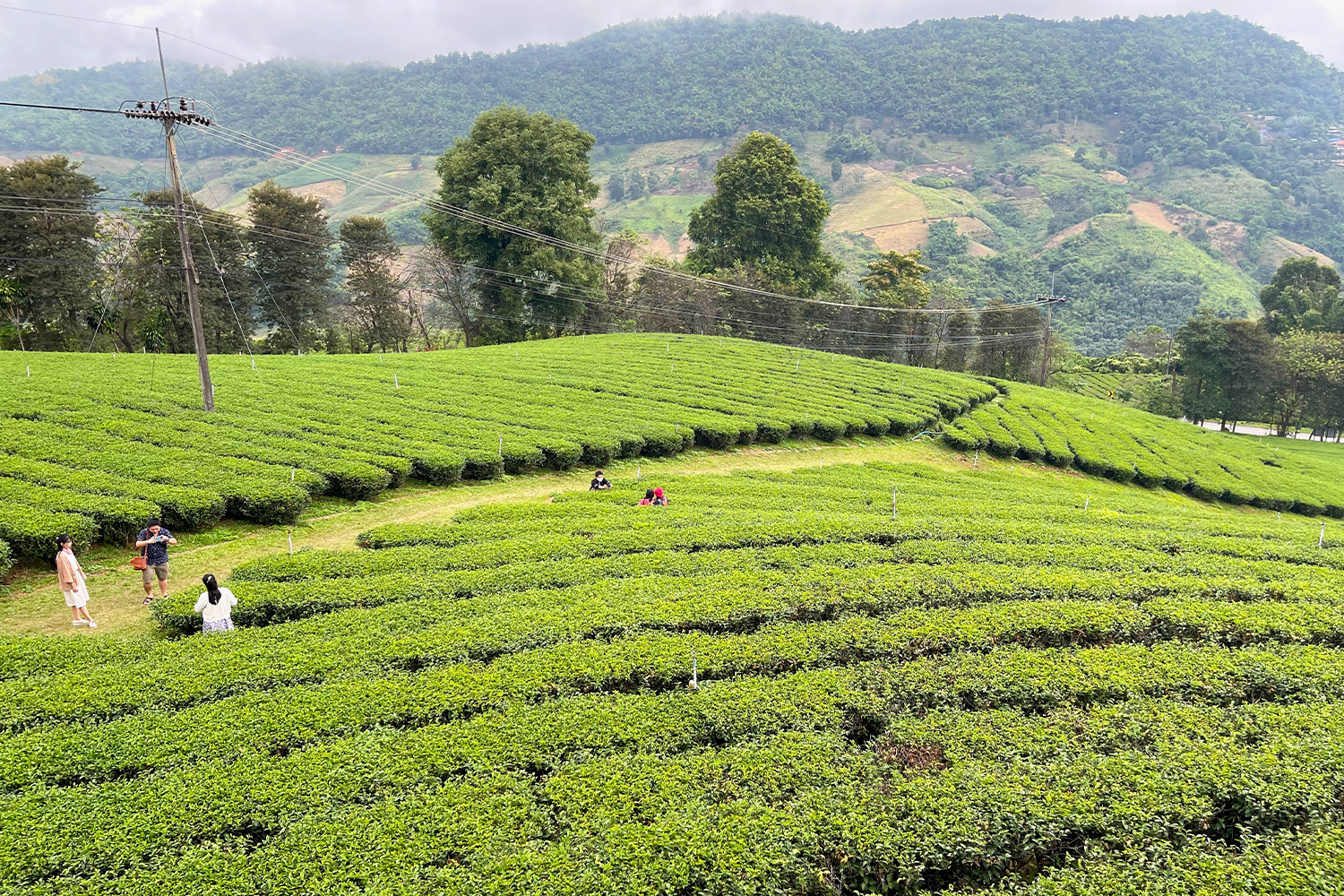 Tea plantations in northern Thailand on the border with Myanmar