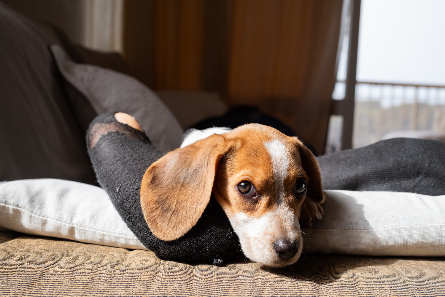 Beagle on couch