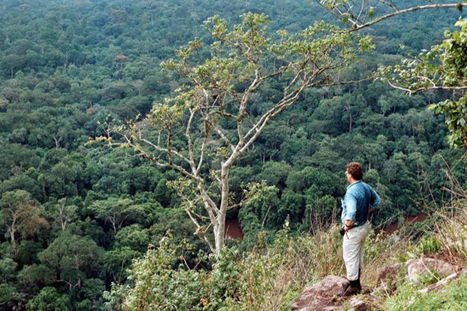 Alan Carle of the Botanical Ark looking out over a lush valley.