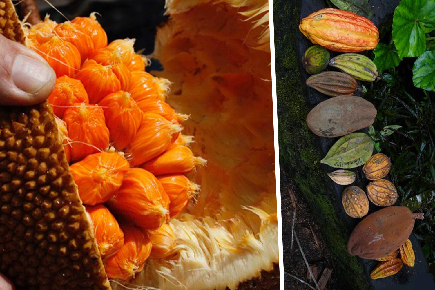 A split image showing various types of exotic fruit collected by Alan Carle.