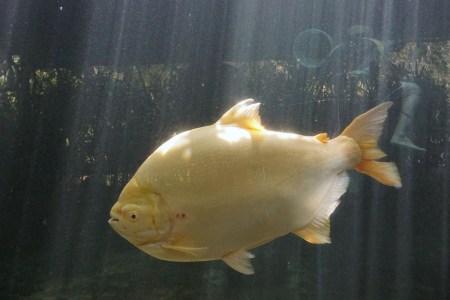 Pacu fish