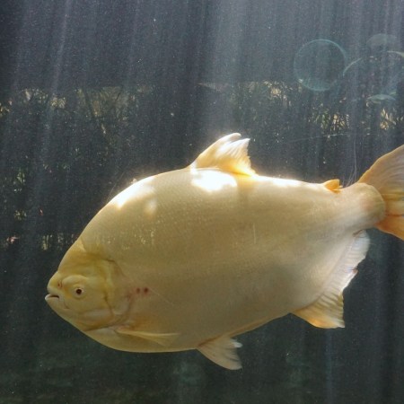 Pacu fish