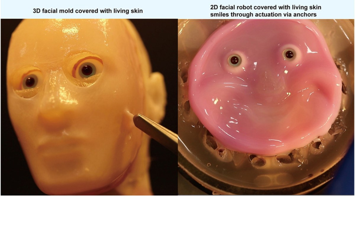 Researchers Develop a Robot That Can Smile and has Skin