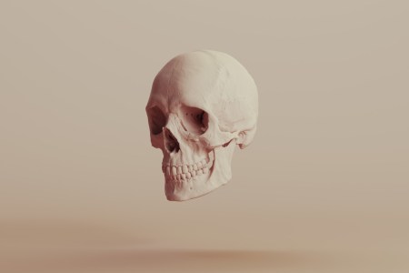 Human skull