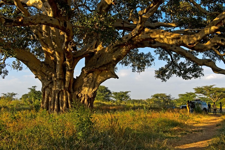 Sycamore fig