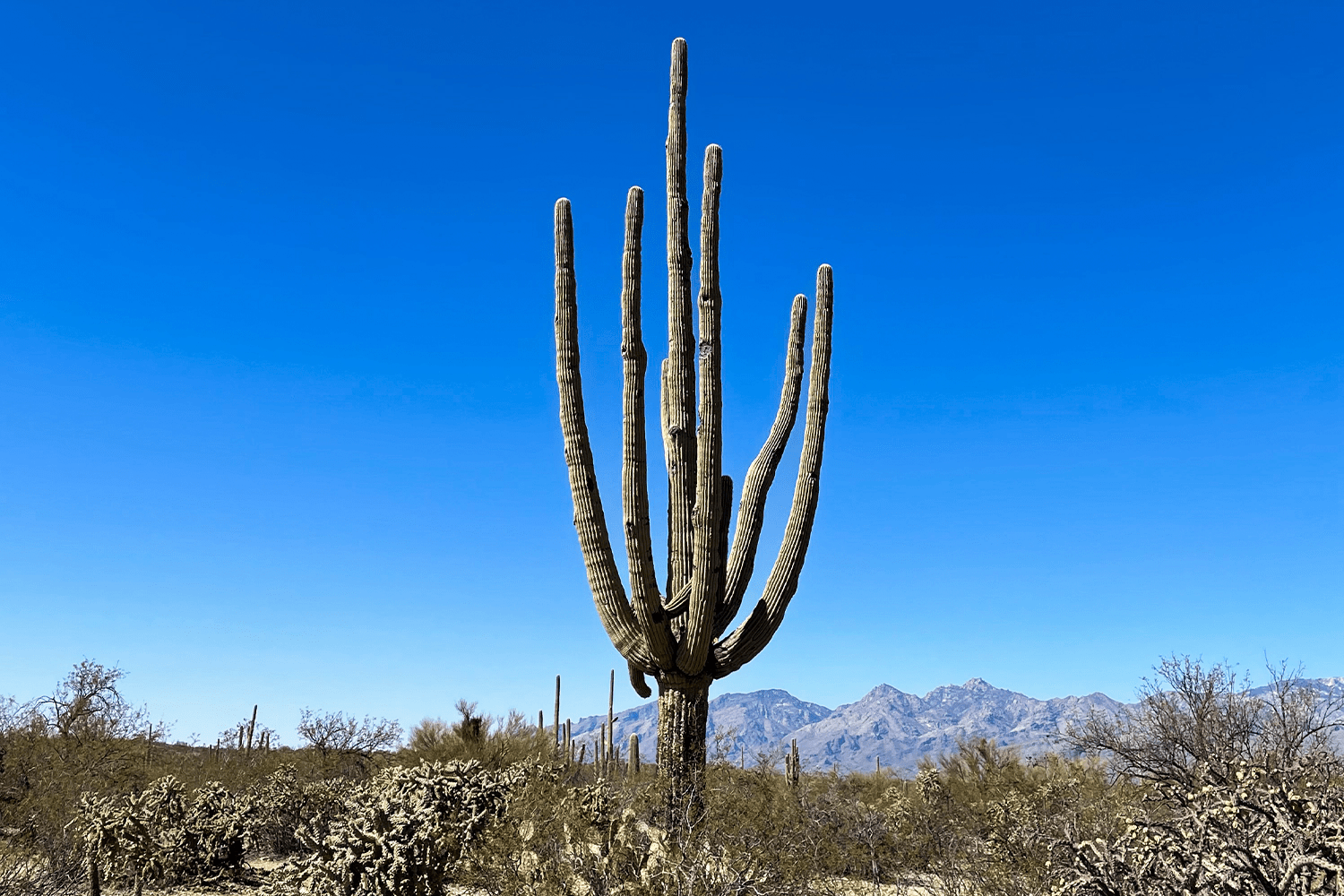 The author's favorite cactus