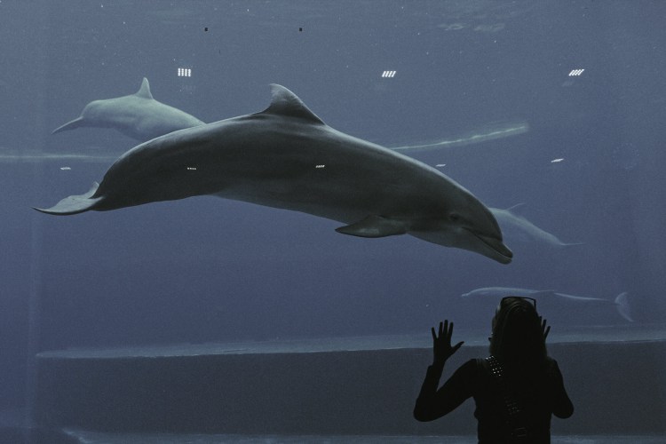 A bottlenose dolphin in captivity at an aquarium with a person looking into the tank