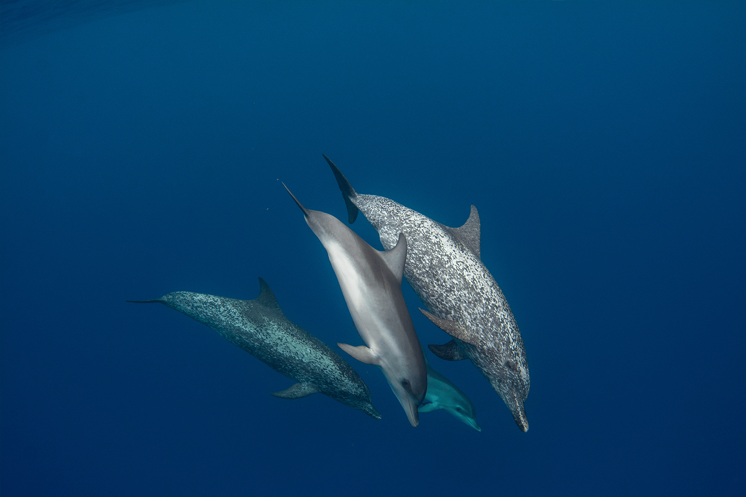 An Atlantic spotted dolphin and her calf