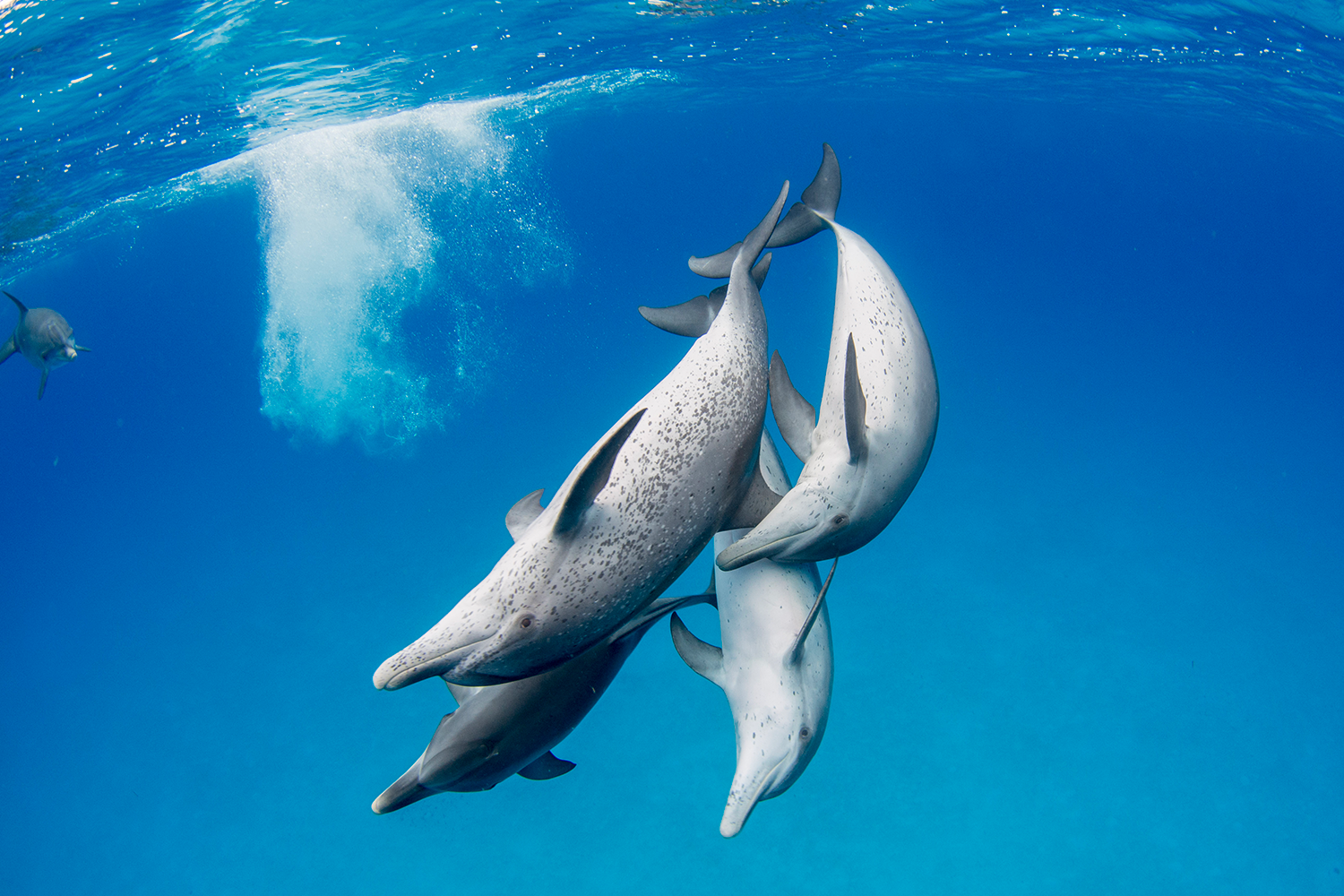 A pod of dolphins surfing