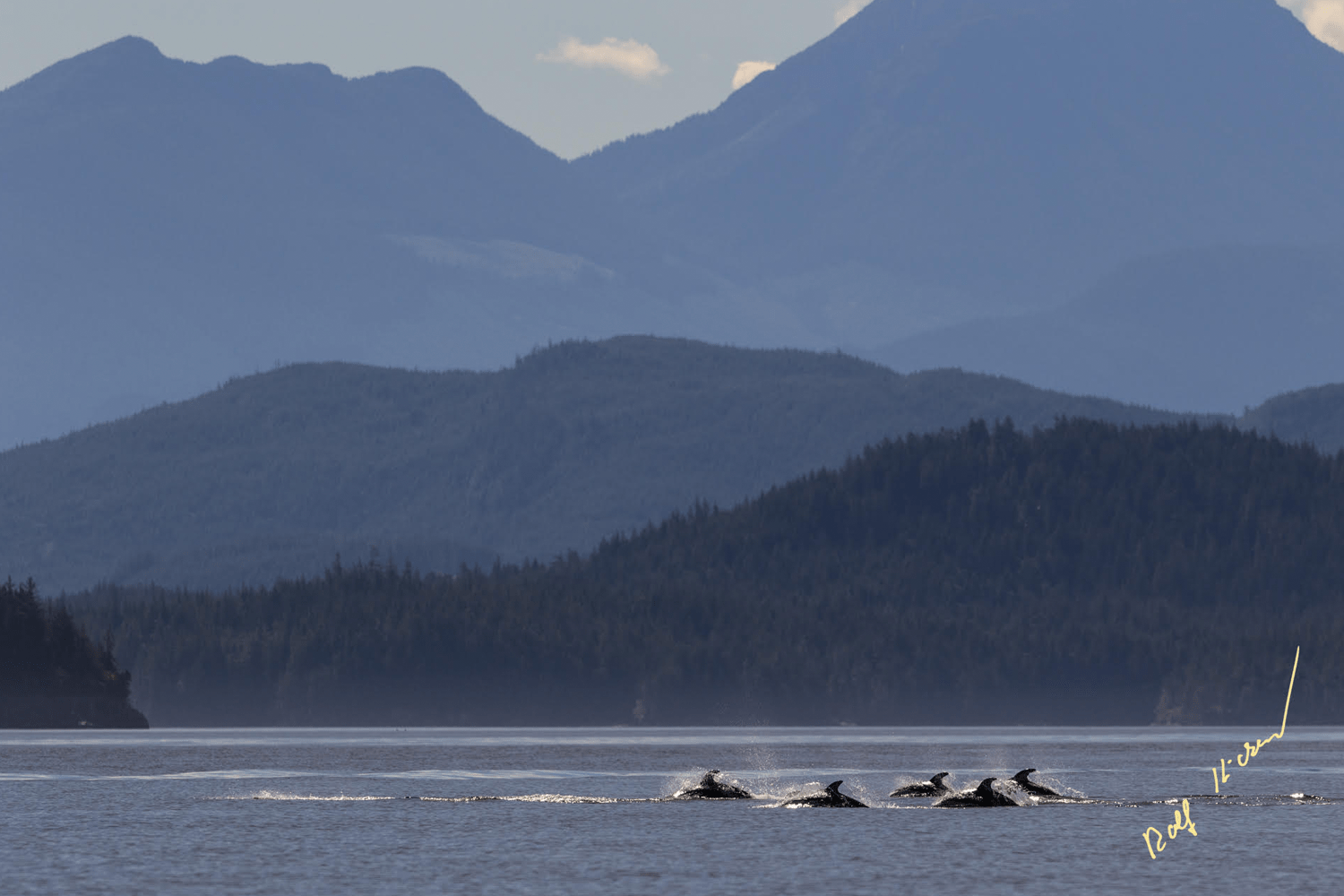 Vancouver Island is a hotbed for Pacific White-Sided dolphins