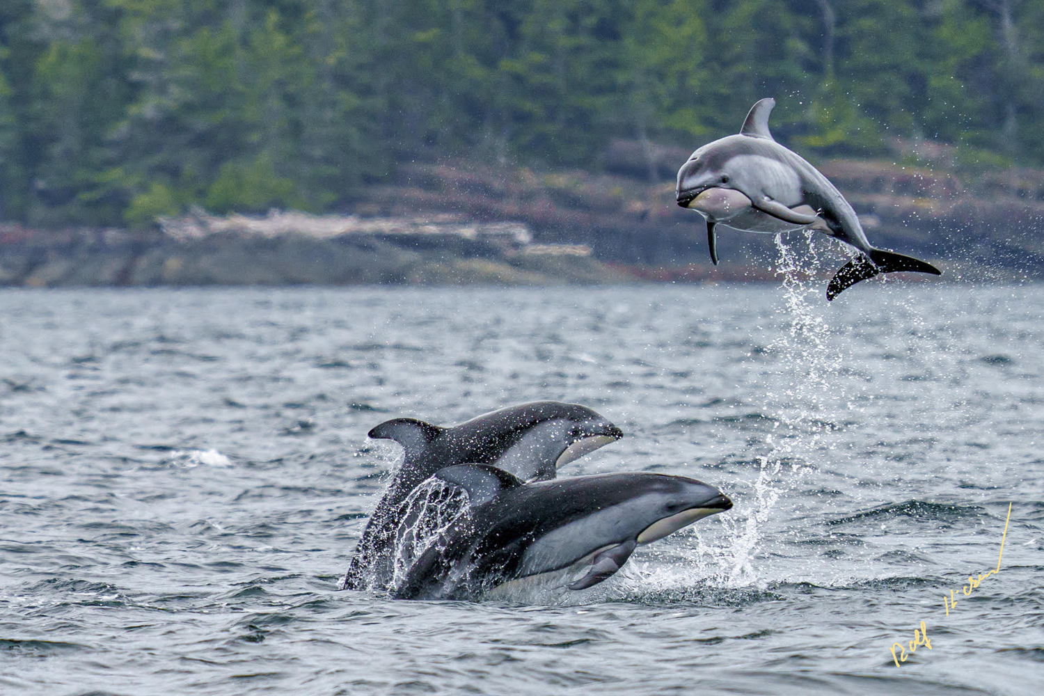 Different forms of breaching are meant to convey different things to one another