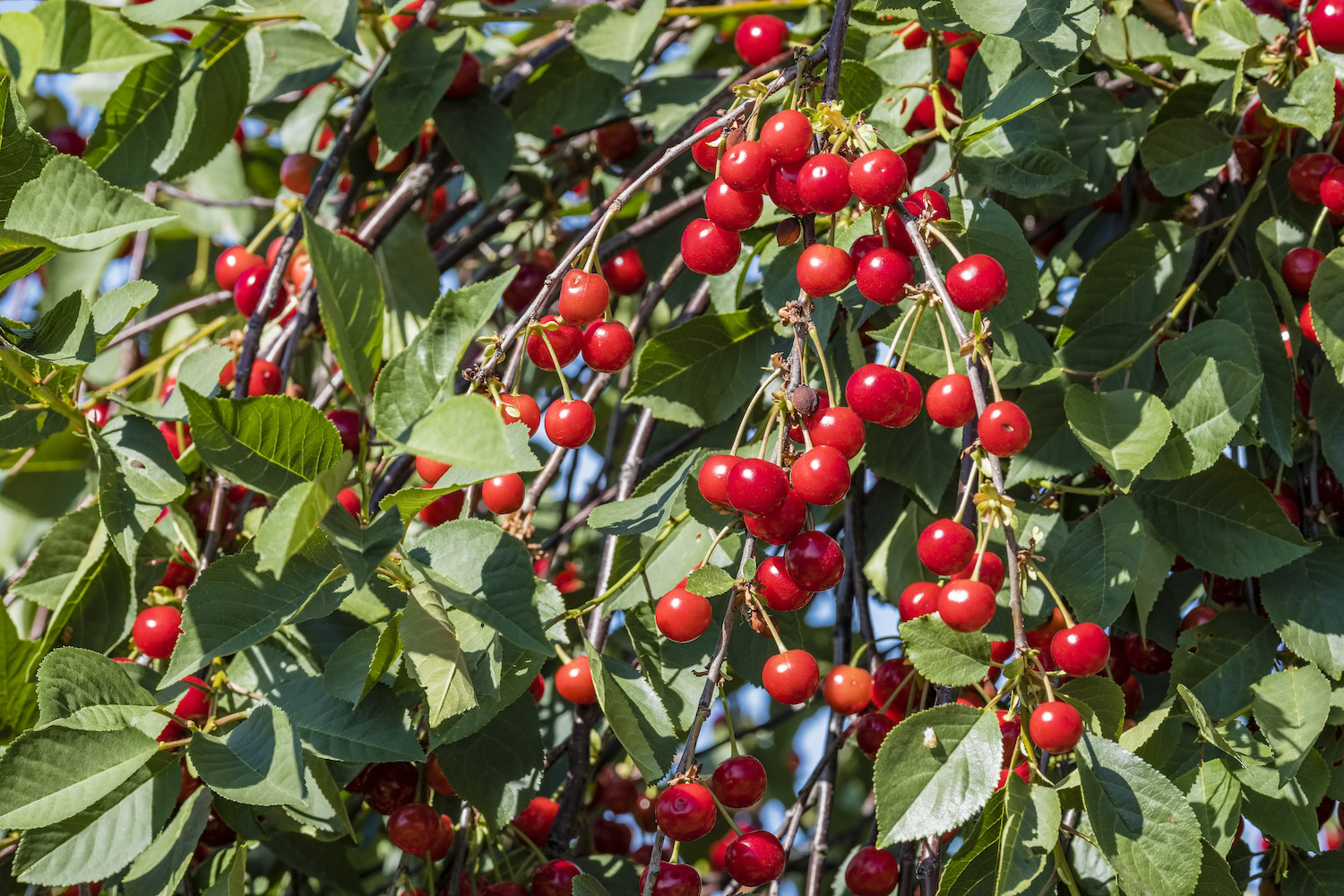 Bunches of sour cherries, ready for harvest, growing at a branch of a tree