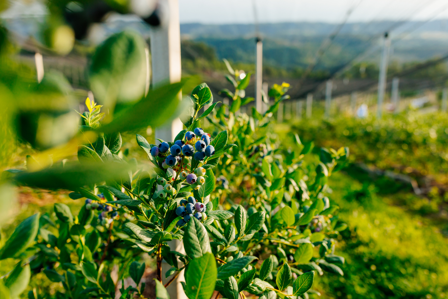 Shot of a field of blueberries under a greenhouse