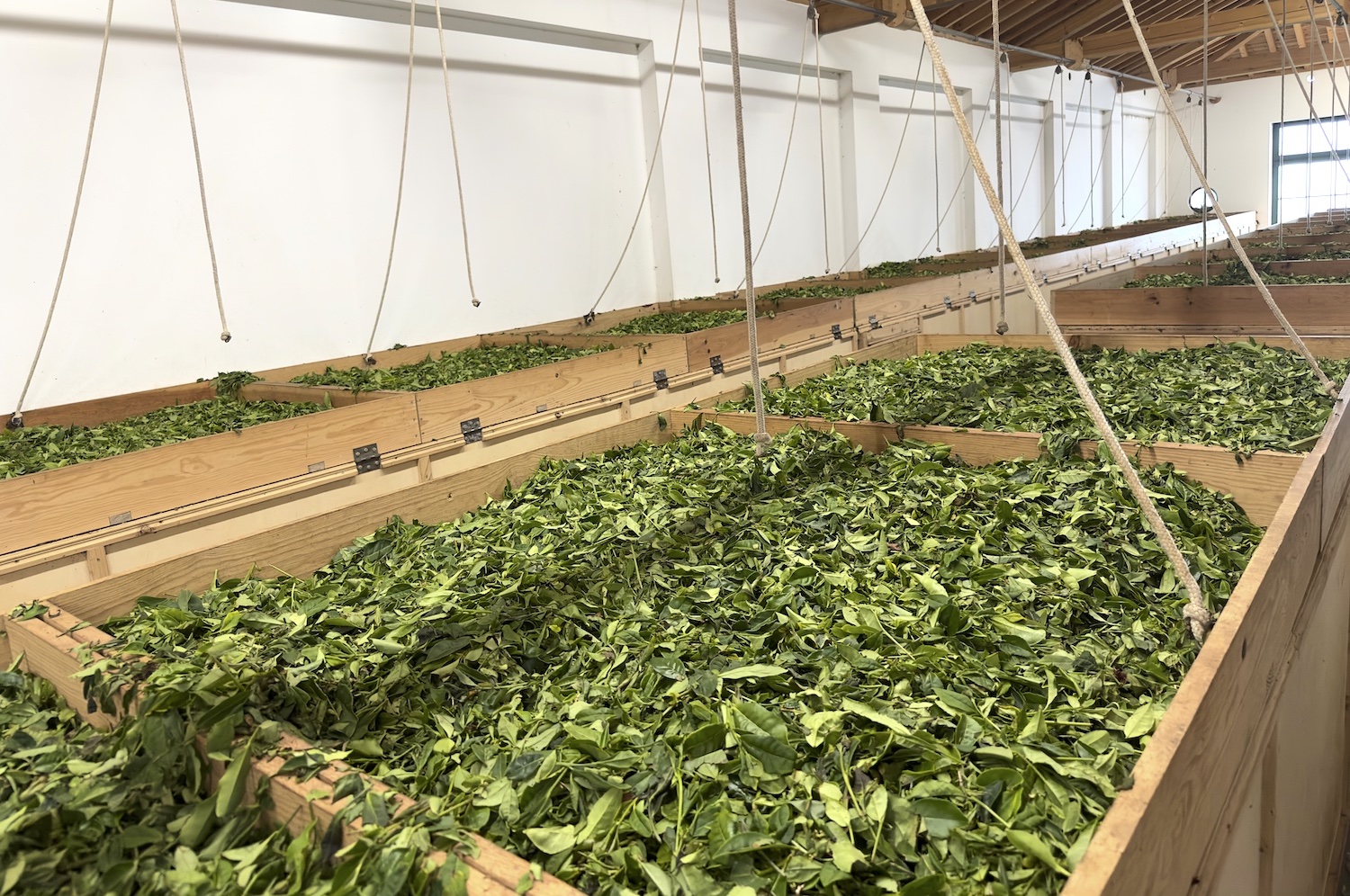 tea leaves drying in wooden boxes at Gorreana