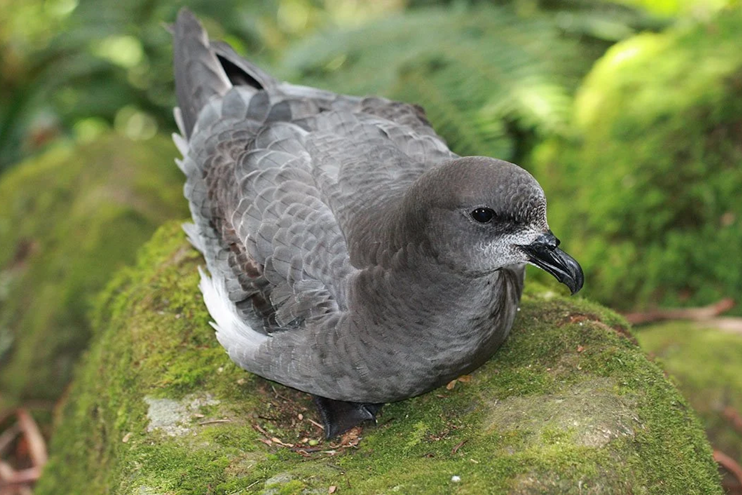 Providence petrol nest on Lord Howe and enjoy playing with (and climbing on) visitors