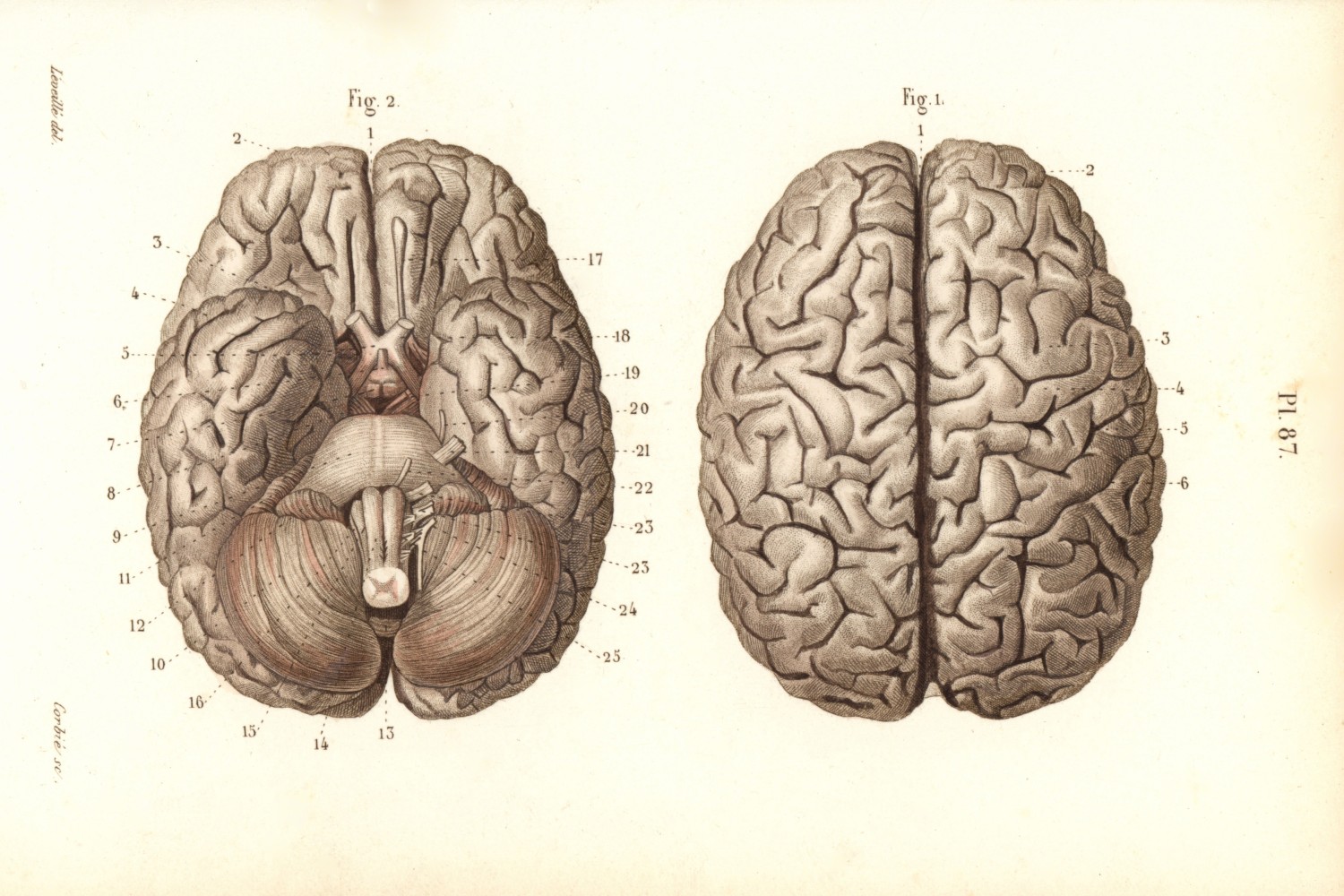 Brain illustration