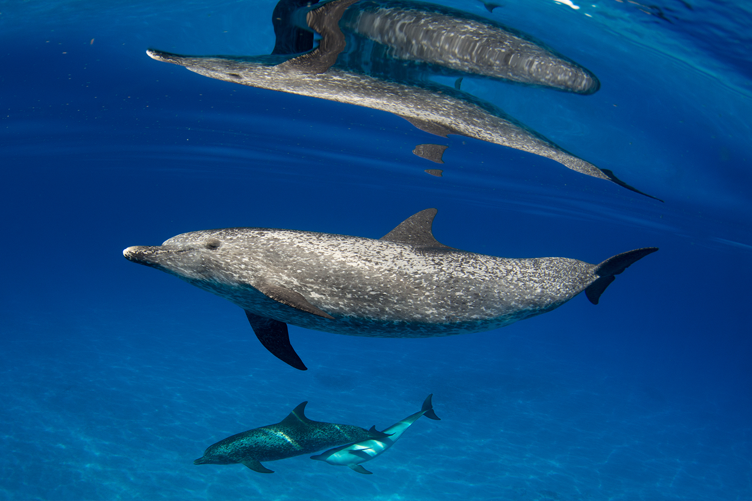 An Atlantic spotted dolphin and her calf