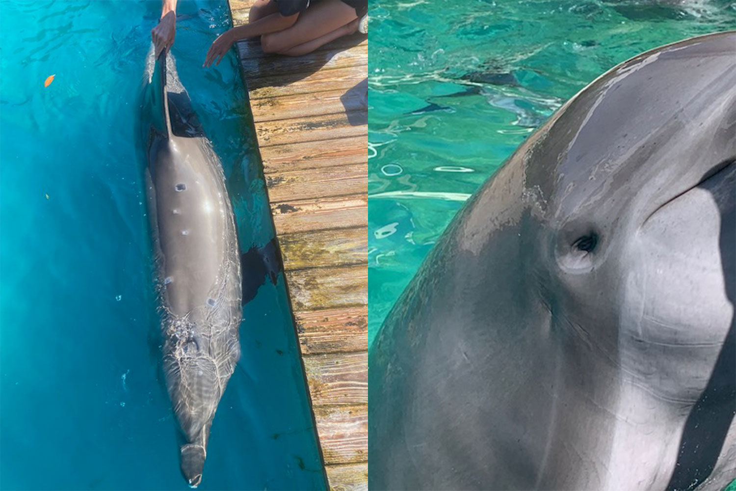 Two dolphins at Miami Seaquarium that experienced ill treatment, according to veterinarian and whistle-blower Dr. Jenna Wallace