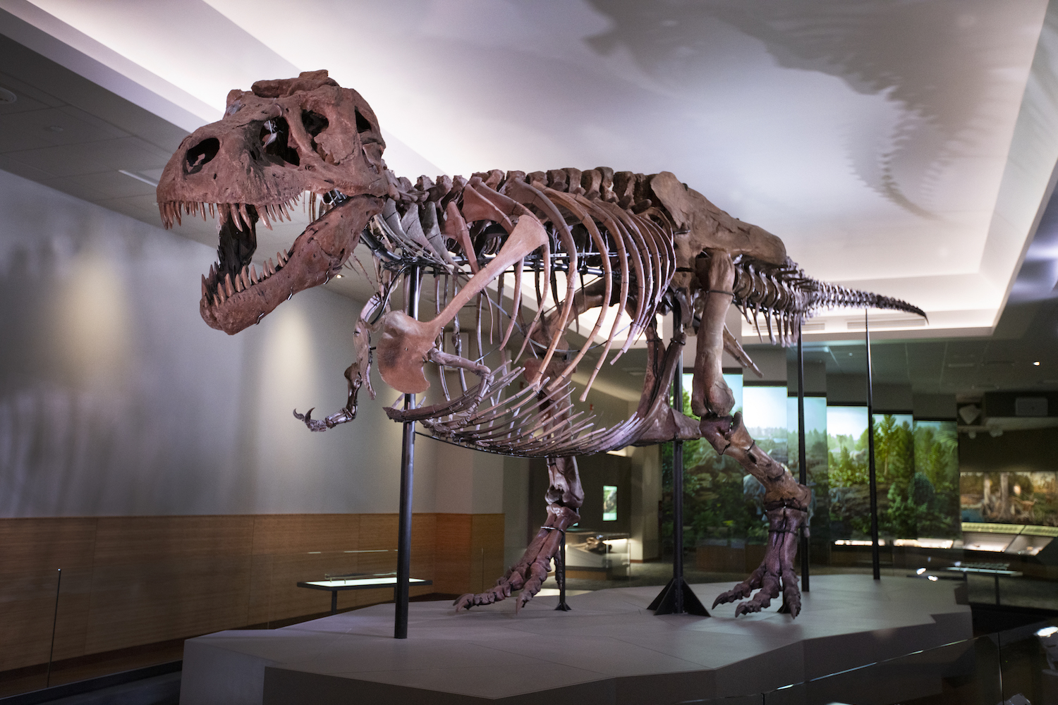 The Field Museum's Sue, the largest and most complete T. Rex yet discovered