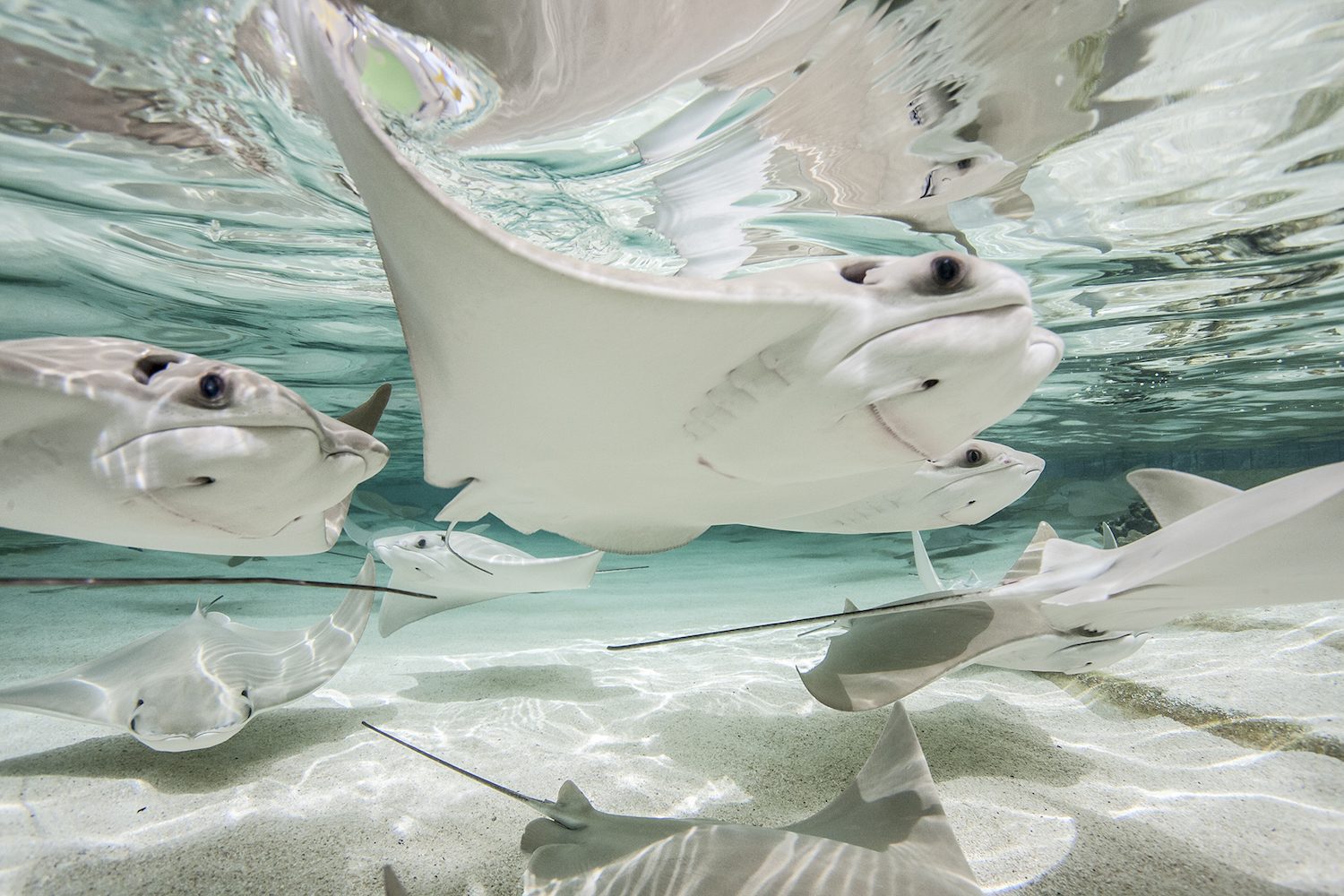 Cownose rays at the Shedd Aquarium’s Stingray Touch exhibit