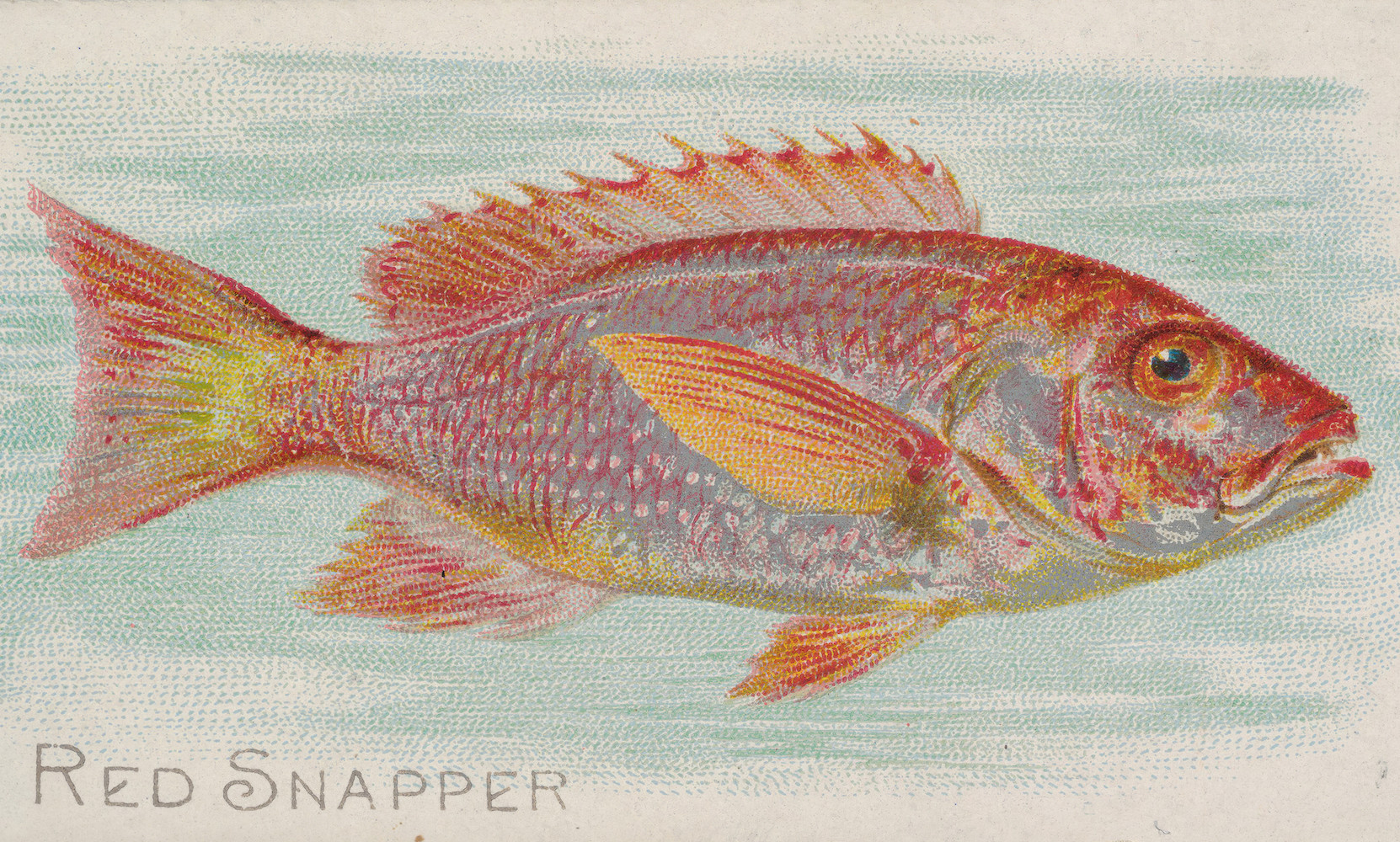 "Red Snapper," from the Fish from American Waters series (N8) for Allen & Ginter Cigarettes Brands, 1889