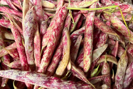 purple Romano beans at a grocery store