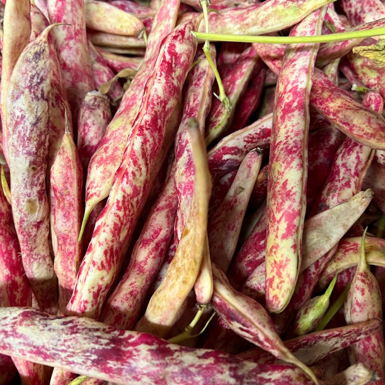 purple Romano beans at a grocery store