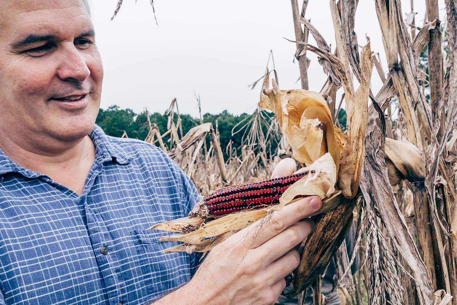 Scott Blackwell Harvesting Jimmy Red Corn Shot at Cherokee Tract