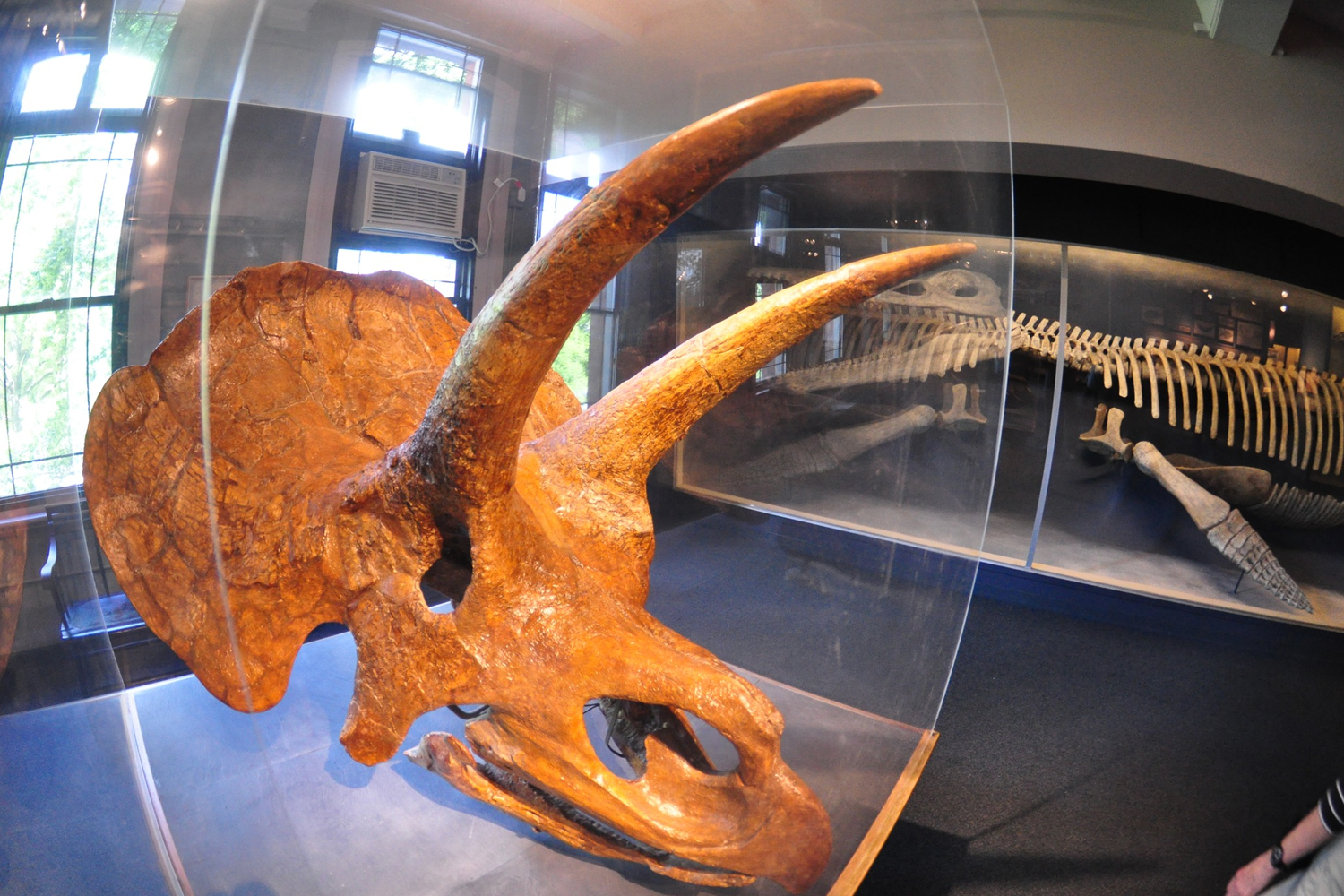 The Romer Hall of Vertebrate Paleontology exhibition features the world’s only mounted Kronosaurus, a 42-foot-long prehistoric marine reptile.