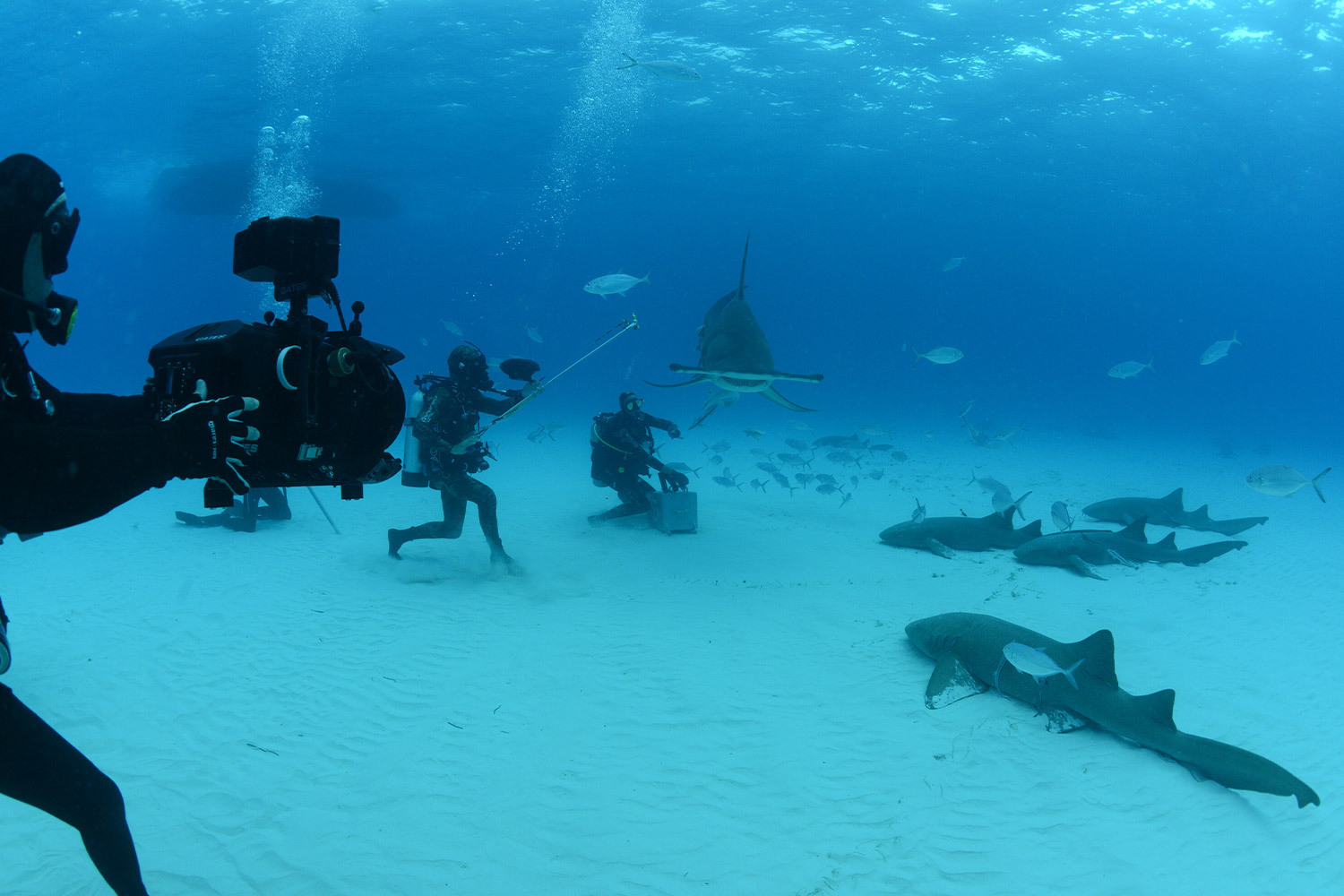 A photo of Aldo Kane swimming with sharks.