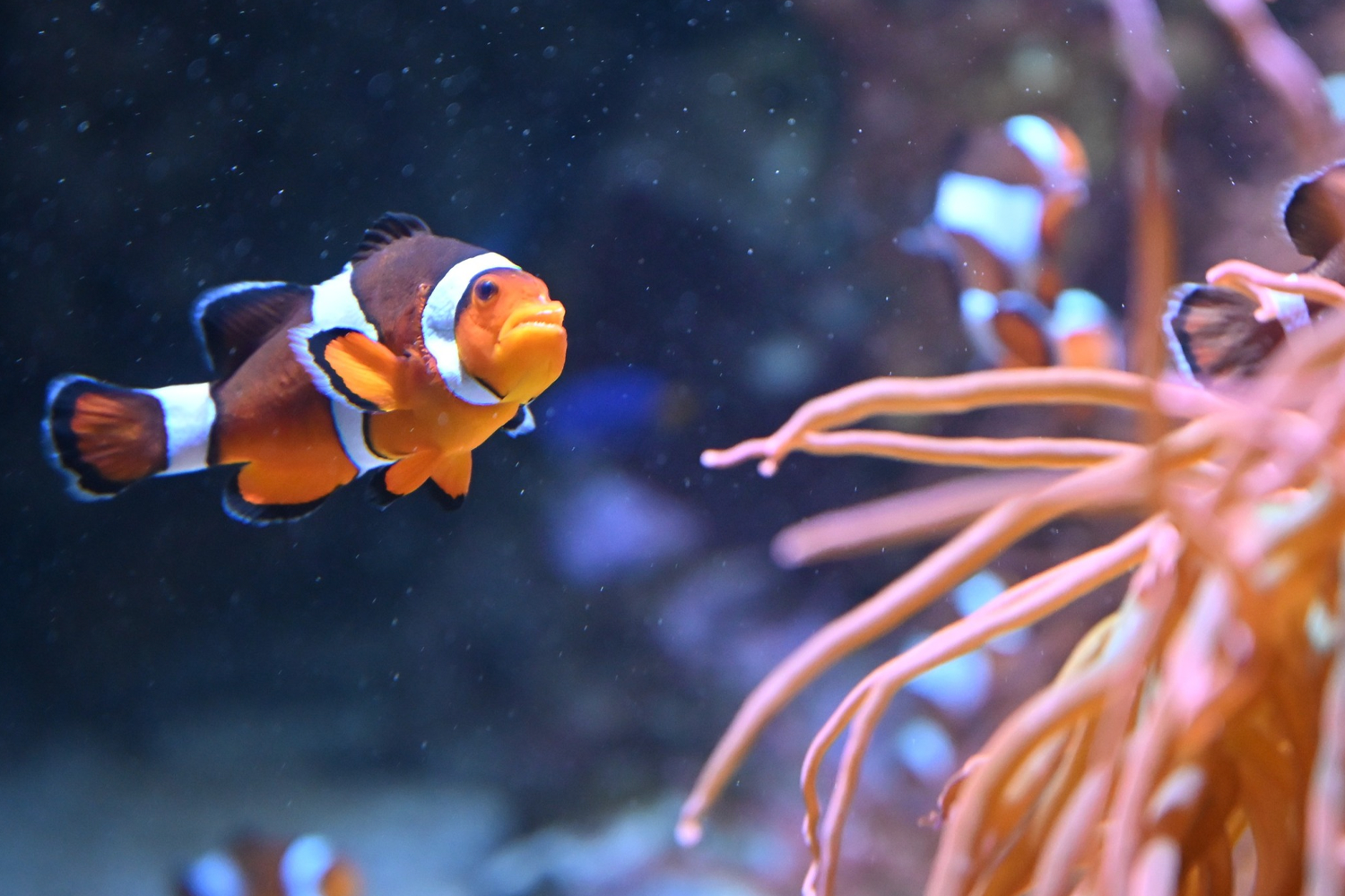 The Vancouver Aquarium is Canada’s largest and home to 65,000 animals.