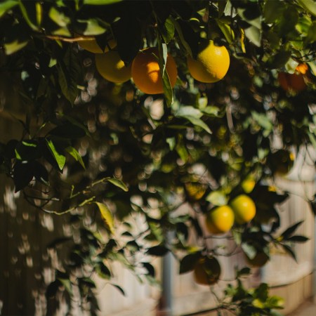 An orange tree. According to a new Harvard study on nutrition and healthy aging, you should be getting 2.5 servings of fruit per day.