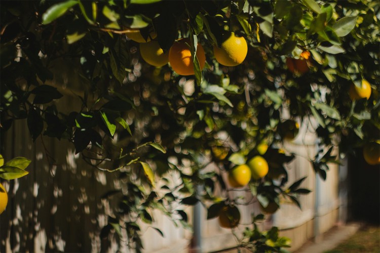 An orange tree. According to a new Harvard study on nutrition and healthy aging, you should be getting 2.5 servings of fruit per day.