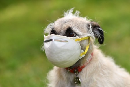 Dog in a facemask