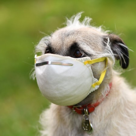 Dog in a facemask