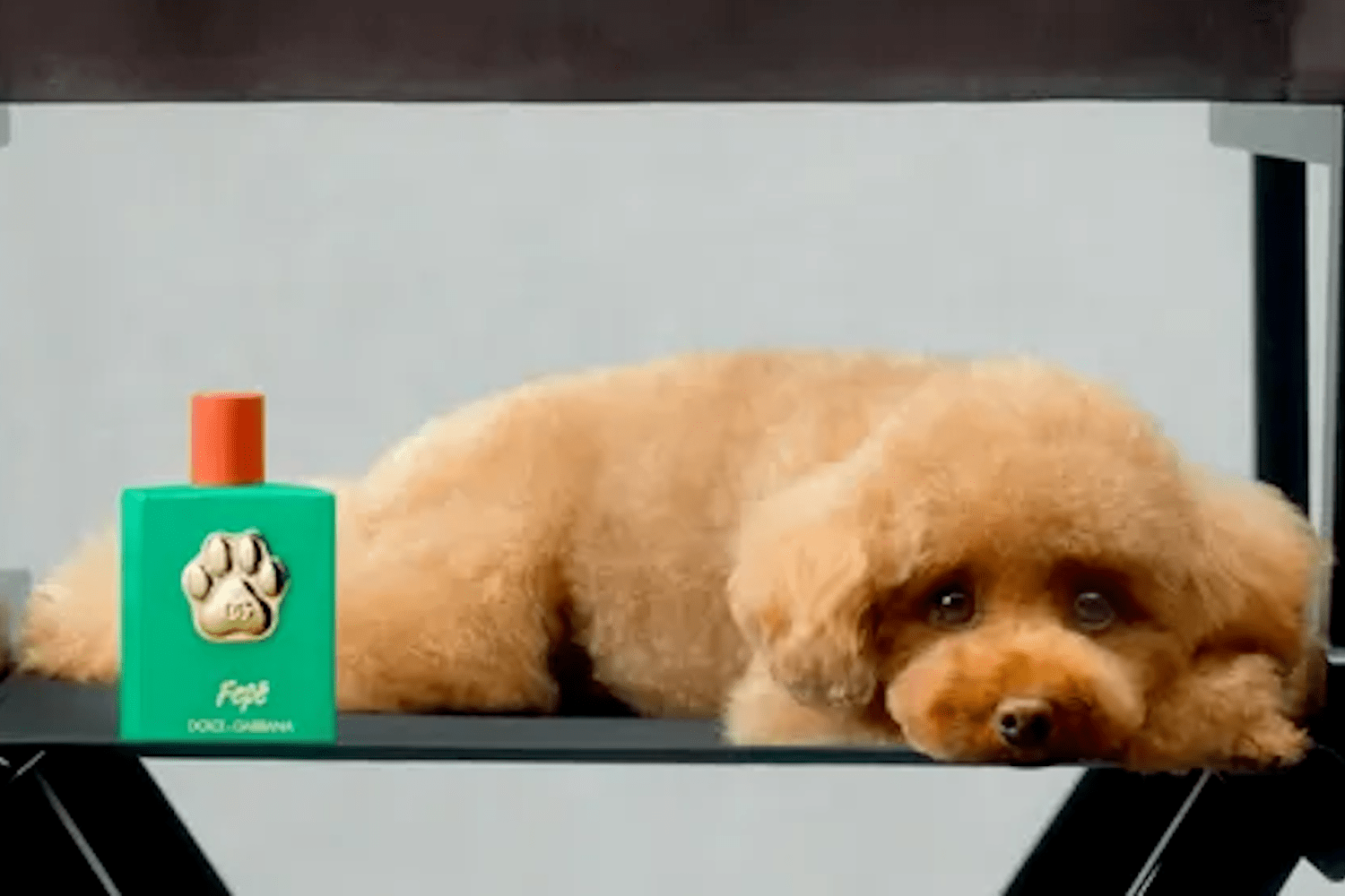 Domenico Dolce’s poodle and Fefé's namesake beside a bottle of canine perfume