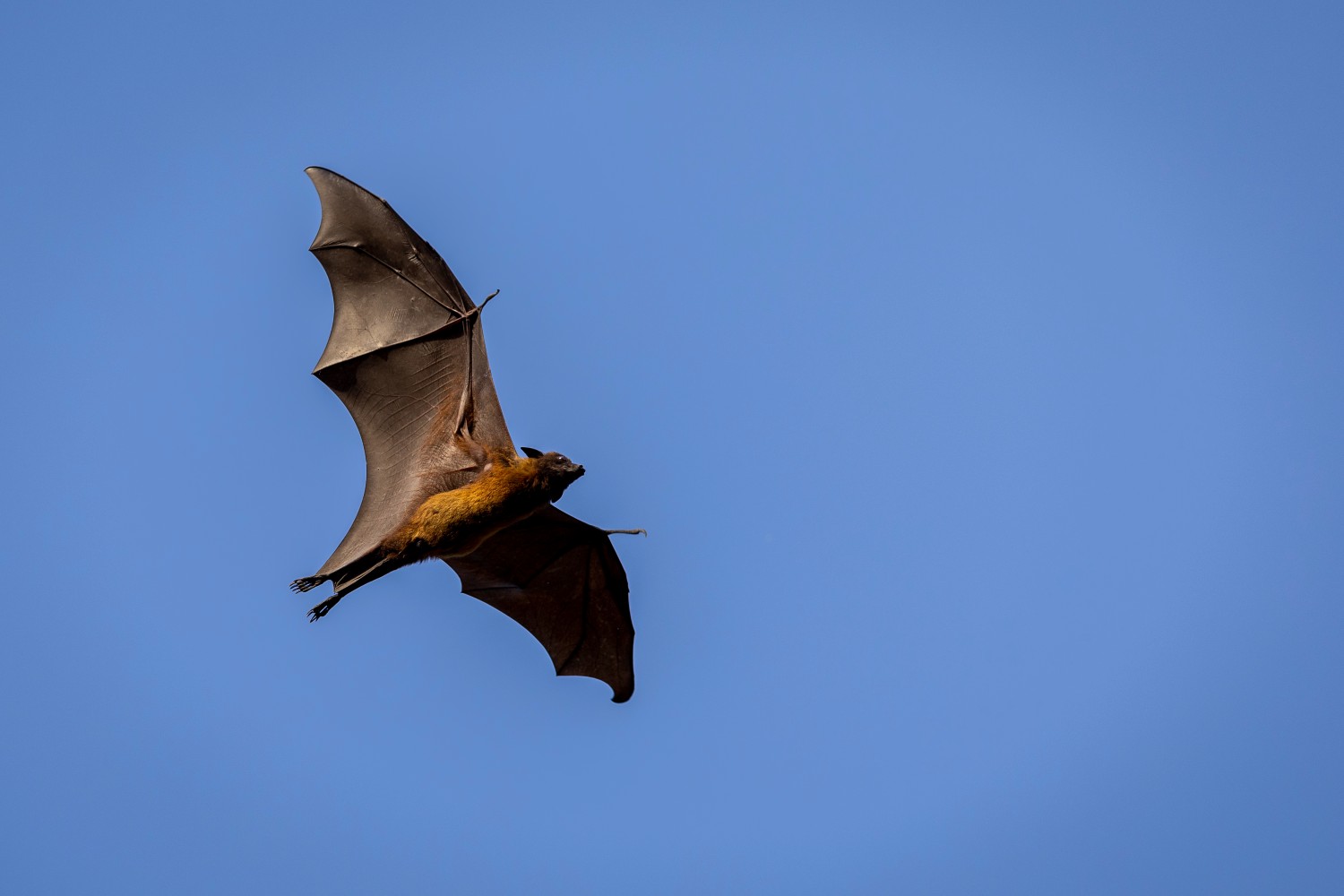 Flying fox in flight