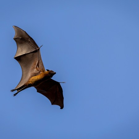 Flying fox in flight