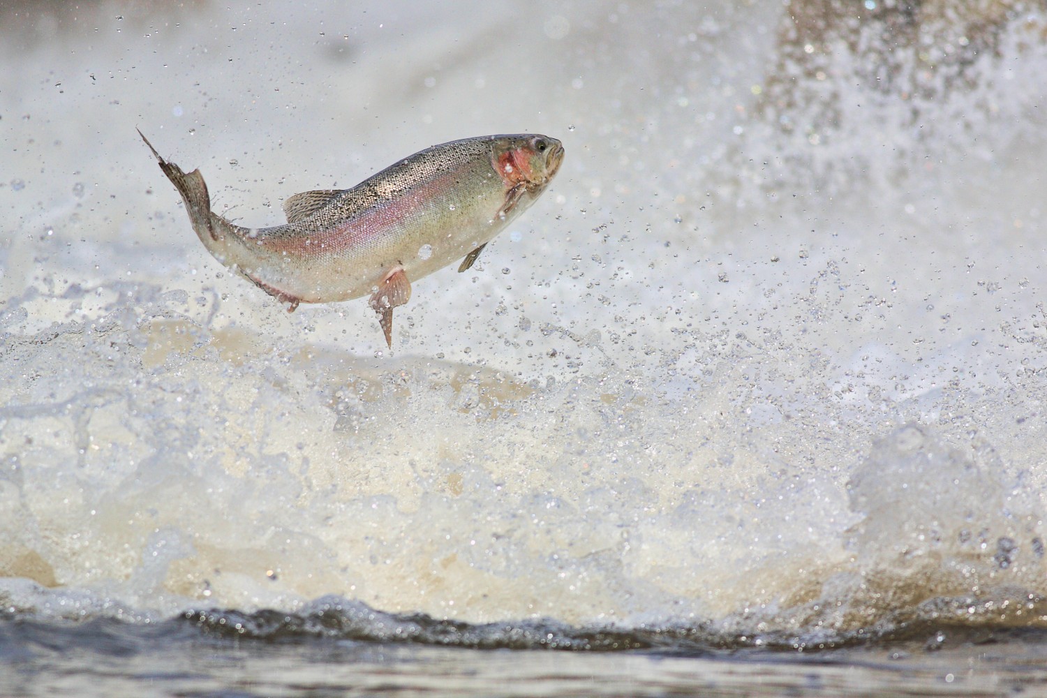 Rainbow trout