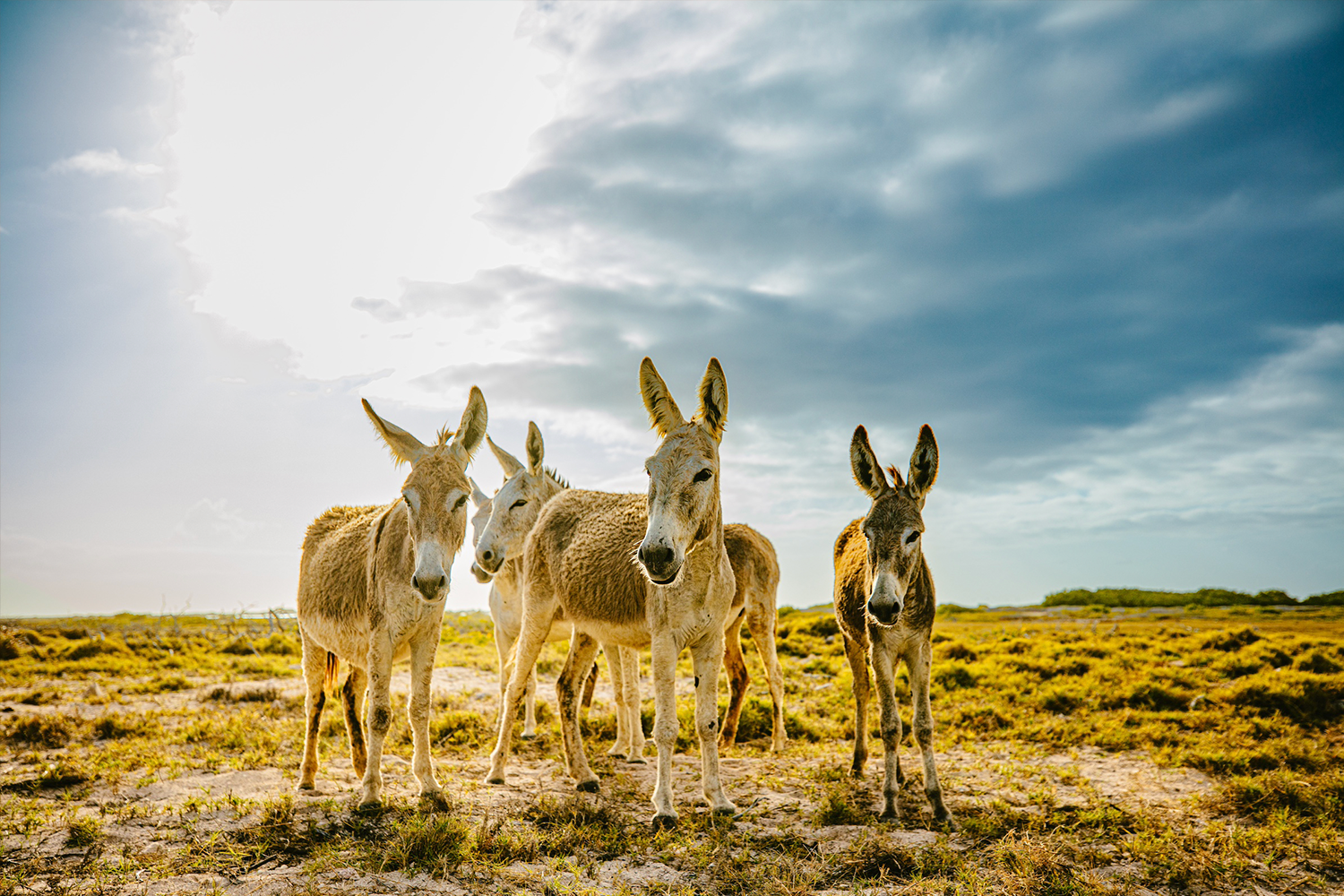 The (adoptable) donkeys of Bonaire