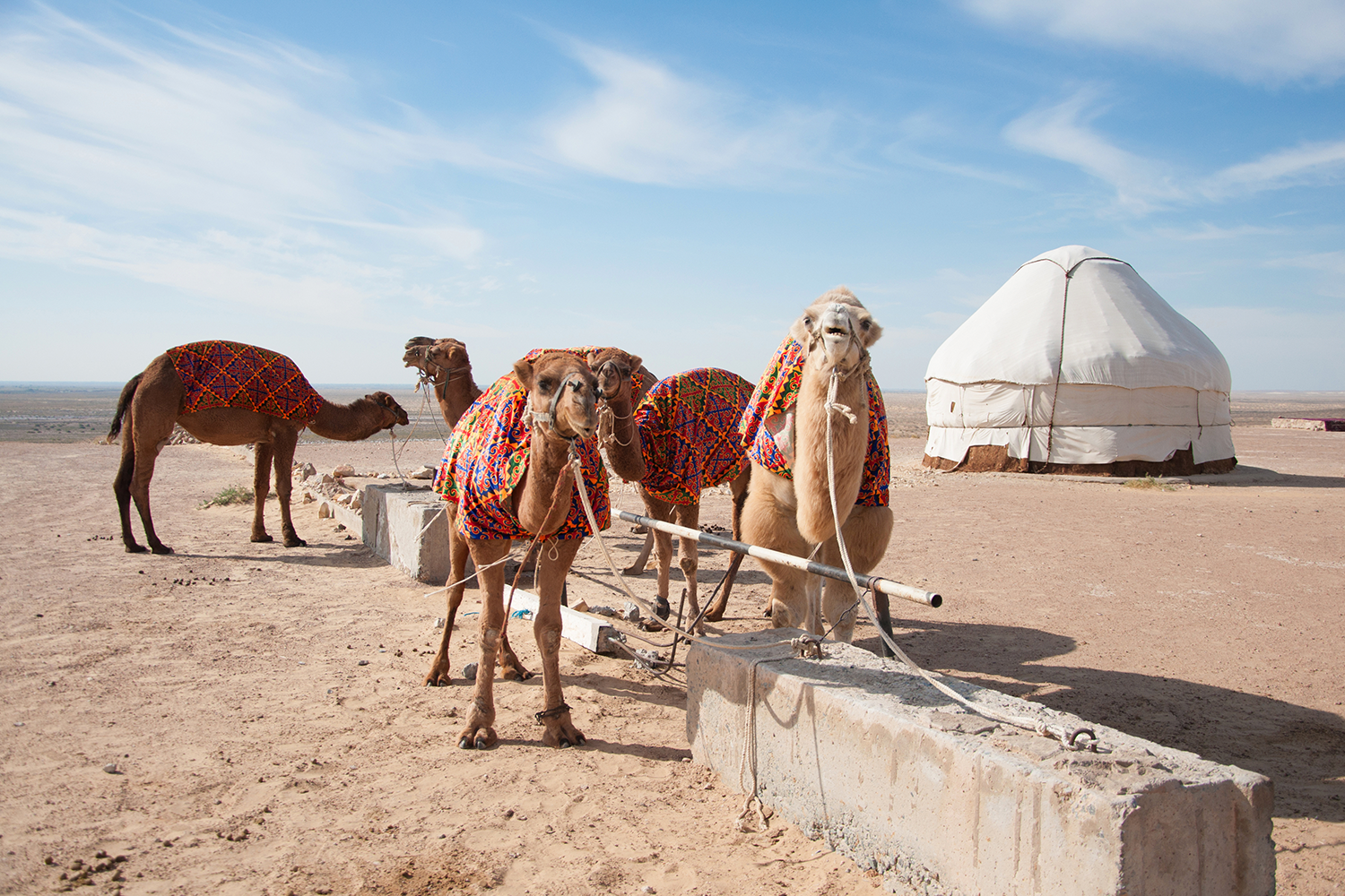 Camels and yurts and...Germans? Oh my.