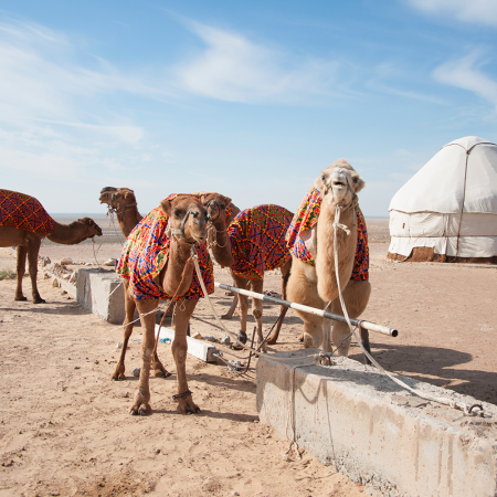 Camels and yurts and...Germans? Oh my.