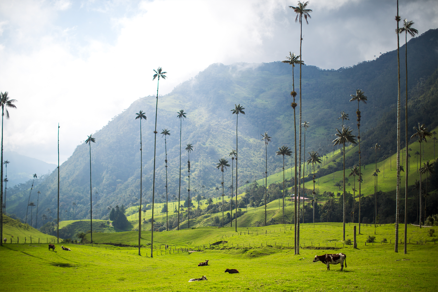 Three Family-Run Coffee Farms to Visit in Salento, Colombia