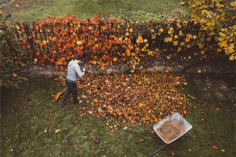 Young male adult cleaning lawn from leaves with various tools: leaf blower, rake and wheelbarrow. Nature in autumn, chores around the house.