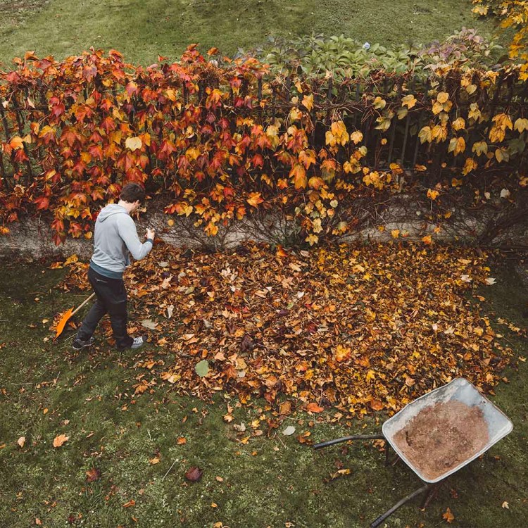 Young male adult cleaning lawn from leaves with various tools: leaf blower, rake and wheelbarrow. Nature in autumn, chores around the house.