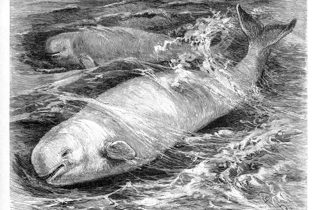 Illustration of beluga whale