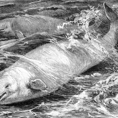 Illustration of beluga whale