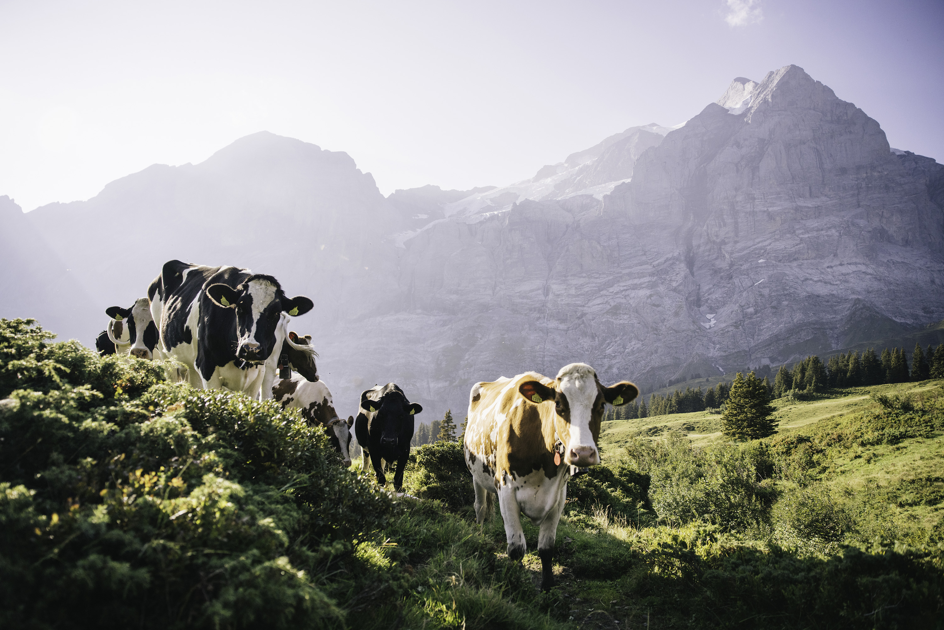 Up close and personal with cows in the Swiss Alps.