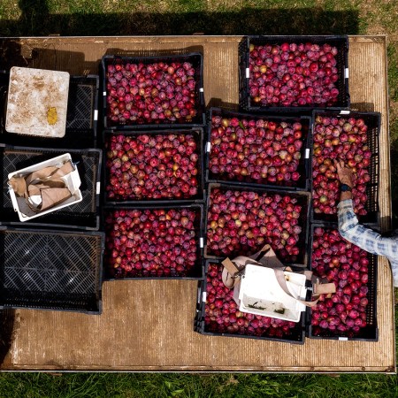 A farmer unloads plums off a truck.